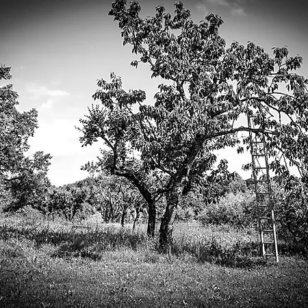 Amarcord Bagnoregio